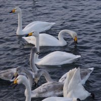 Лебеди на зимовке :: Наталия Григорьева