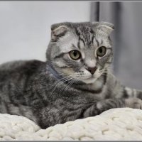 Шалун Боря :: Ольга Довженко