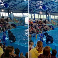 Адлер. Сочи Парк... шоу дельфинов и морских львов :: Нина Бутко Адлер. Сочи Парк... шоу дельфинов и морских львов :: Нина Бутко