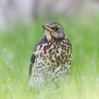 Дроздёныш :: Игорь Шевченко