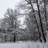 А лес стоит загадочный... :: Люба 