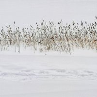 *** :: Любимова Ольга 