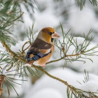 Дубонос . :: Sergey (Apg)