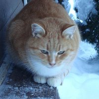 Монастырская кошечка :: Лидия Бусурина