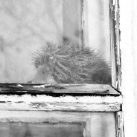 Игрушечный ёжик в окне и между рамами :: Mitka90 