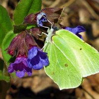 Из весеннего :: Ольга Митрофанова