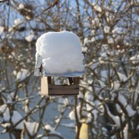 в саду зимой :: ИННА ПОРОХОВА