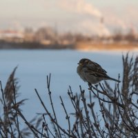 Морозный день 1 января :: VL 