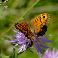 опять про бабочек...307 :: Александр Прокудин