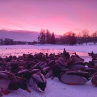 Утки на закате :: Сапсан 