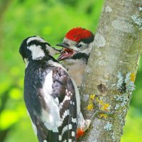 накормить птенца... :: Andrey Bragin 