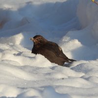 в саду зимой :: ИННА ПОРОХОВА