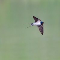 Косатка в полете :: Владимир Лазарев