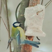 Акробатка :: Любовь Сахарова