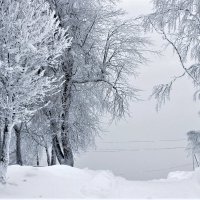 Зима, зима :: Лариса С.