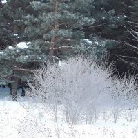 Зимнее очарование :: Владимир Кириченко