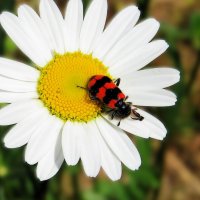 Пестряк пчелиный :: Лариса С. Пестряк пчелиный :: Лариса С.