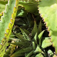 Хавортия, обычно растёт под другими растениями в природе :: Александр Деревяшкин