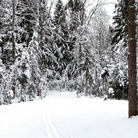 Зимний лес (репортаж из поездок по области). :: Милешкин Владимир Алексеевич 