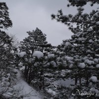 Природа Крыма :: Amazing Cosmea