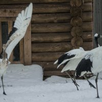 Я обнять хочу Маму и Папу :: Владимир Максимов