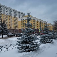 Голубые ели и новостройки :: Александр Синдерёв