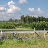 Пейзаж возле Hesburger (Хесбургер) :: Александр Ильчевский 