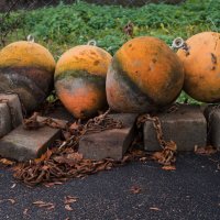 Буи на отдыхе :: Валерий 