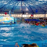 Адлер. Сочи Парк... Шоу дельфинов... :: Нина Бутко