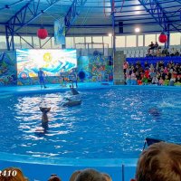 Адлер. Сочи Парк... Шоу дельфинов... :: Нина Бутко