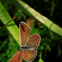 ** :: Зоя Мишина ** :: Зоя Мишина