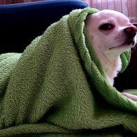 я есть твоё счастье :: Ольга Косачова