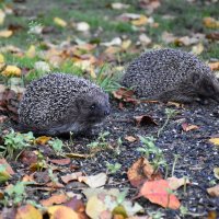 Про ежиков... :: Татьяна Глинская