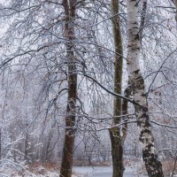 Начало зимы :: Любовь Нардина