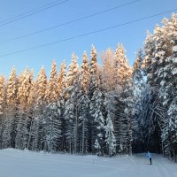 Лыжня в лесу :: Виктор 