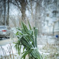 Зима :: Тамара Федорова