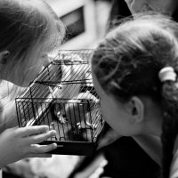 маленькие мышки в центре большого внимания :: Артём 