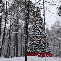 Вот и ёлка - Старый год! :: tatiana