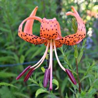 Лилия "Королевские кудри" :: Ната57 Наталья Мамедова