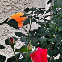 ЯНВАРЬСКИЙ   ЭТЮД :: Анатолий Малобродский