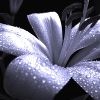 Лилия :: Victoria Лилия :: Victoria