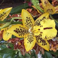 Орхидейки :: Pippa