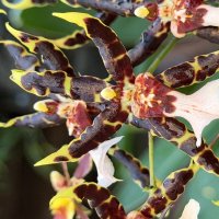 Орхидейки :: Pippa