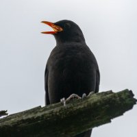 Черный дрозд :: Владимир Лазарев