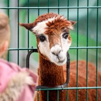 Фото репортаж из зоопарка -3 :: irina Schwarzer 