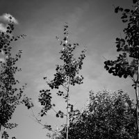 Фотография :: Денис Безногов