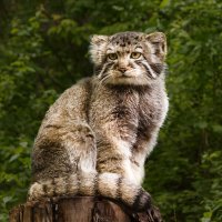 Манул :: SanSan 