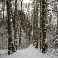 Аллея в парке :: Сергей Цветков