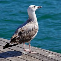 - :: Алексей Исаков