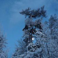 Лунная мелодия зимнего вечера :: Галина Ильясова